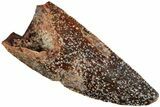 Serrated, Raptor Tooth - Real Dinosaur Tooth #233046-1